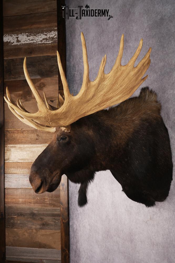 Shiras Moose Reproduction #1 Record SKU 2836 - Image 10