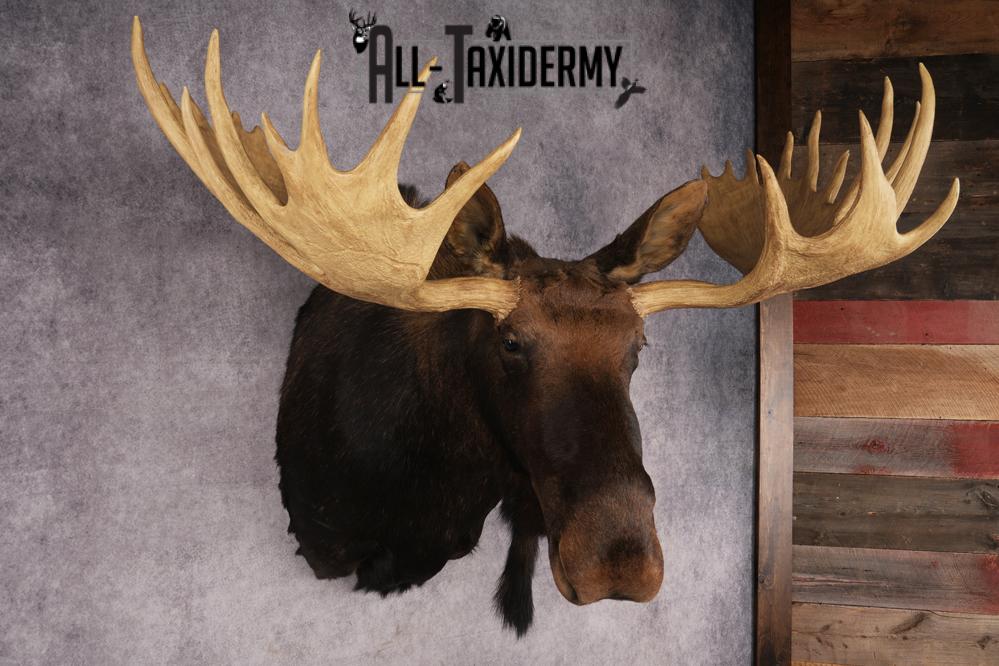 Shiras Moose Reproduction #1 Record SKU 2836 - Image 9