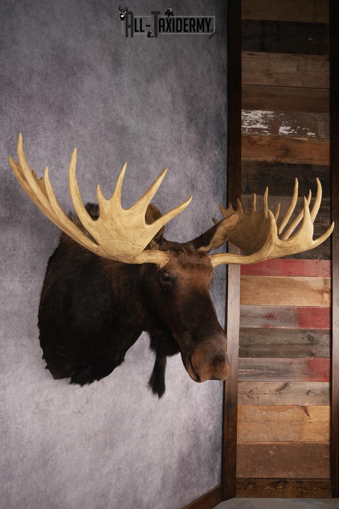 Shiras Moose Reproduction #1 Record SKU 2836 - Image 8