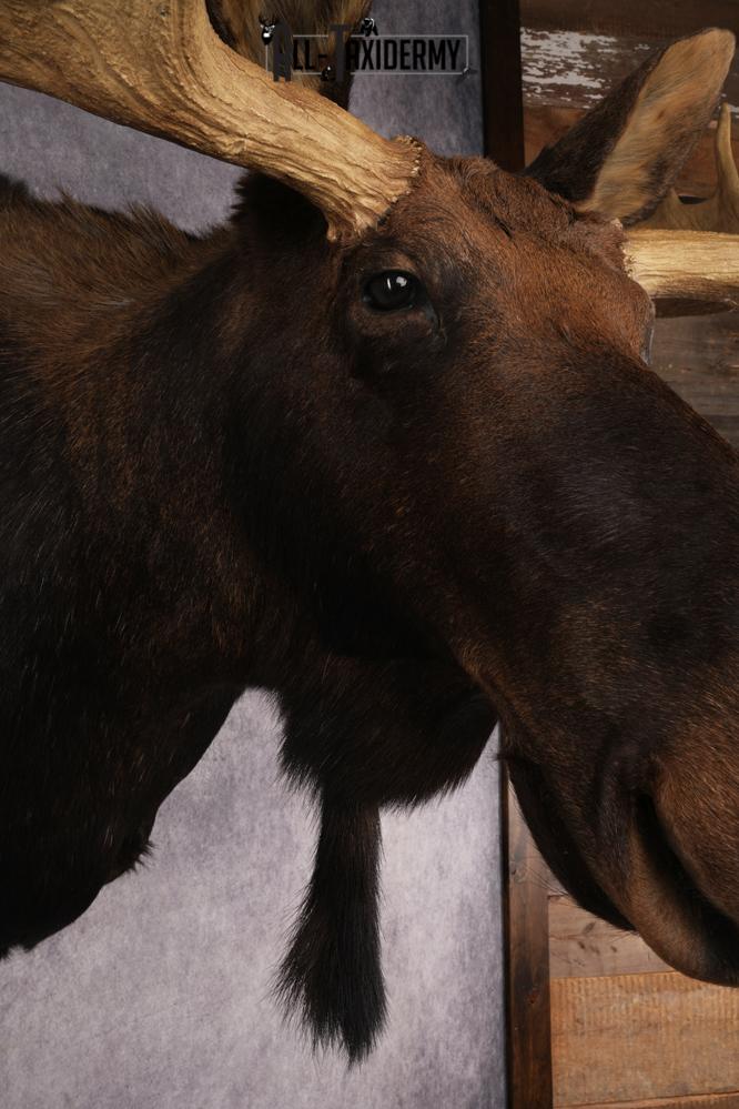 Shiras Moose Reproduction #1 Record SKU 2836 - Image 7