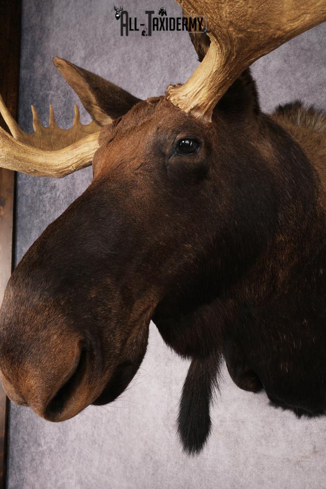 Shiras Moose Reproduction #1 Record SKU 2836 - Image 6