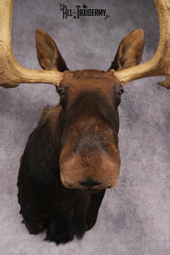 Shiras Moose Reproduction #1 Record SKU 2836 - Image 5