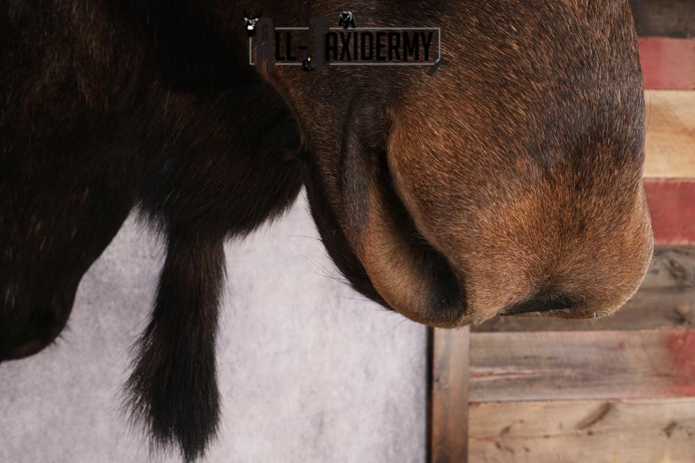 Shiras Moose Reproduction #1 Record SKU 2836 - Image 4