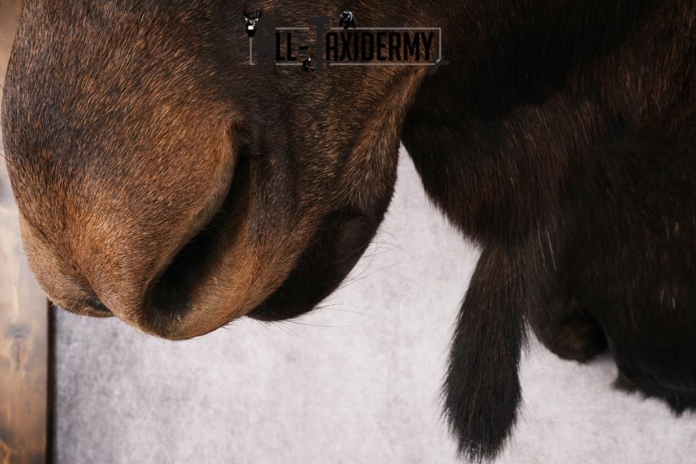 Shiras Moose Reproduction #1 Record SKU 2836 - Image 3