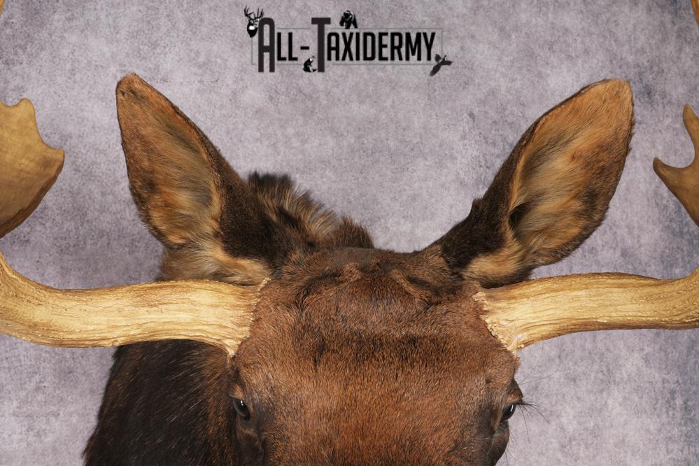 Shiras Moose Reproduction #1 Record SKU 2836 - Image 2