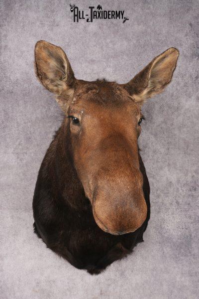 Cow Moose Taxidermy Shoulder Mount SKU 2835