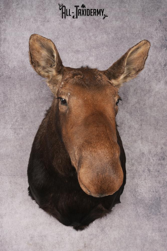 Cow Moose Taxidermy Shoulder Mount SKU 2835