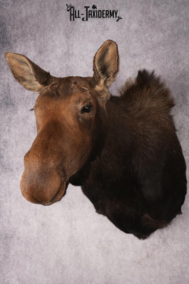 Cow Moose Taxidermy Shoulder Mount SKU 2835 - Image 10