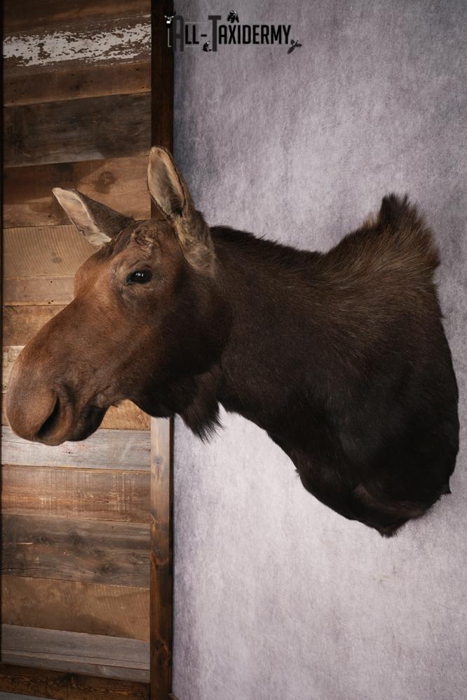 Cow Moose Taxidermy Shoulder Mount SKU 2835 - Image 9