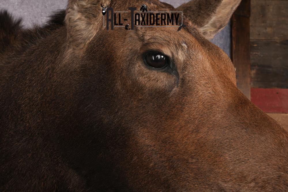 Cow Moose Taxidermy Shoulder Mount SKU 2835 - Image 6