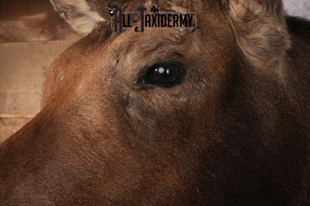 Cow Moose Taxidermy Shoulder Mount SKU 2835 - Image 5