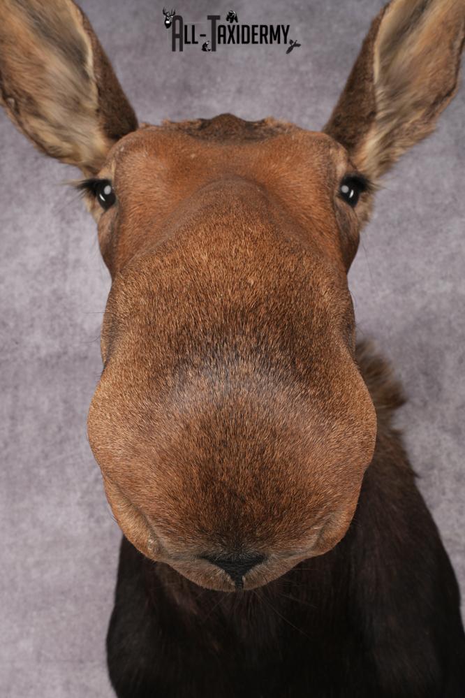 Cow Moose Taxidermy Shoulder Mount SKU 2835 - Image 4