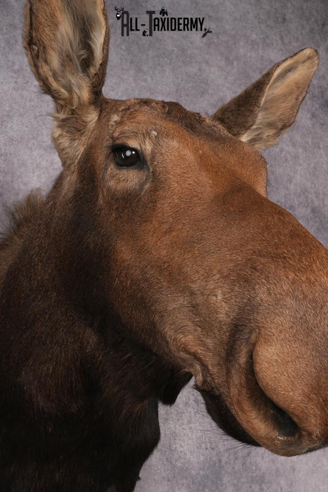 Cow Moose Taxidermy Shoulder Mount SKU 2835 - Image 3