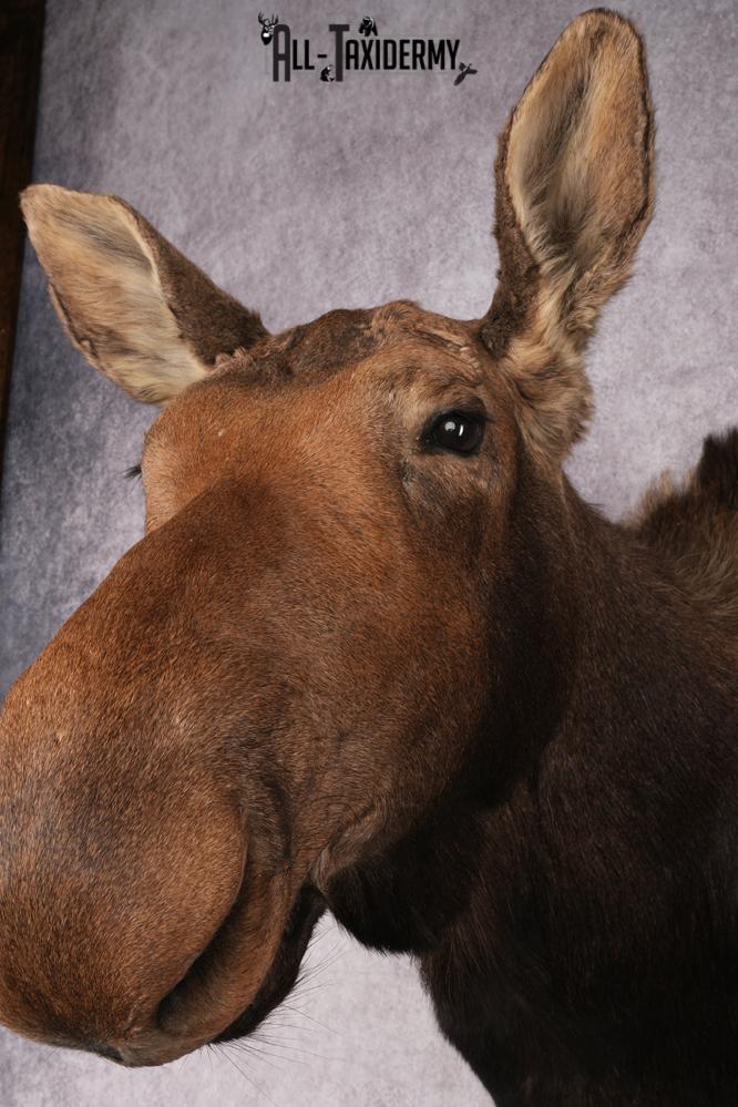 Cow Moose Taxidermy Shoulder Mount SKU 2835 - Image 2