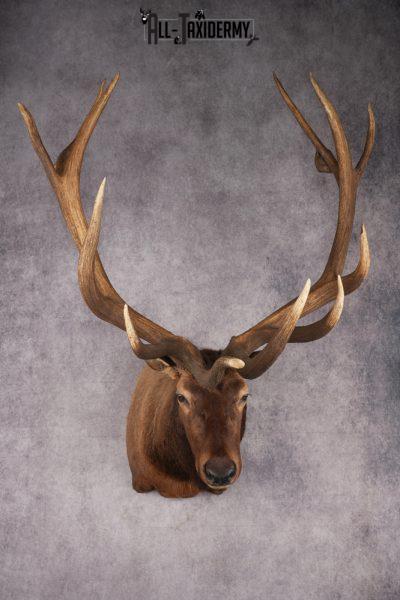 Elk Taxidermy Shoulder Mount SKU 2905