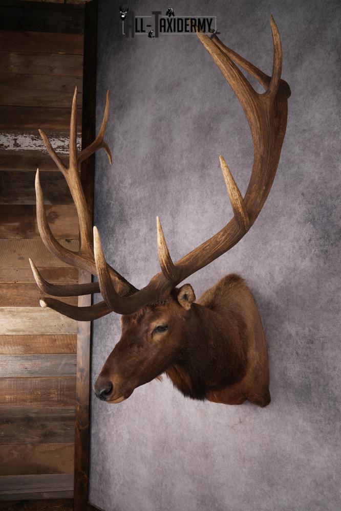 Elk Taxidermy