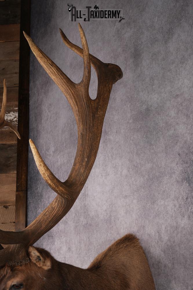 Elk Taxidermy Shoulder Mount SKU 2905 - Image 12