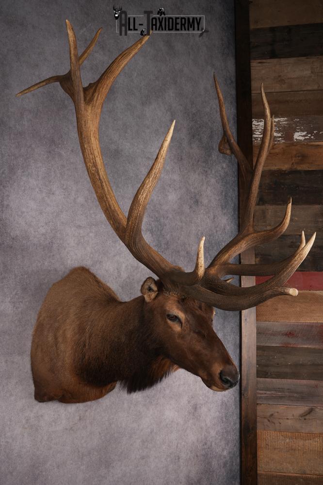 Elk Taxidermy Shoulder Mount SKU 2905 - Image 11