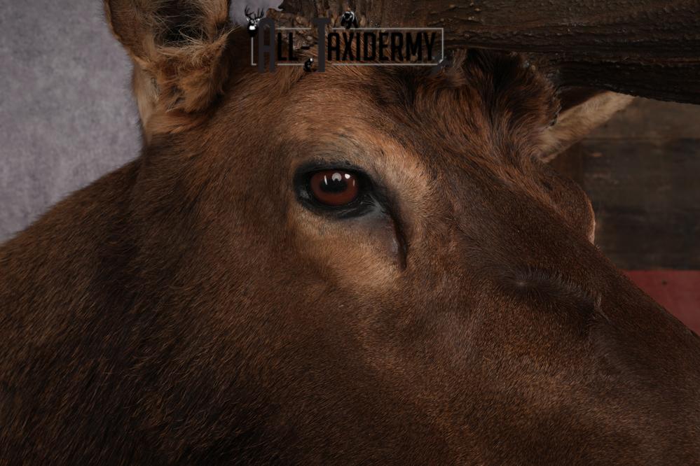 Elk Taxidermy Shoulder Mount SKU 2905 - Image 10