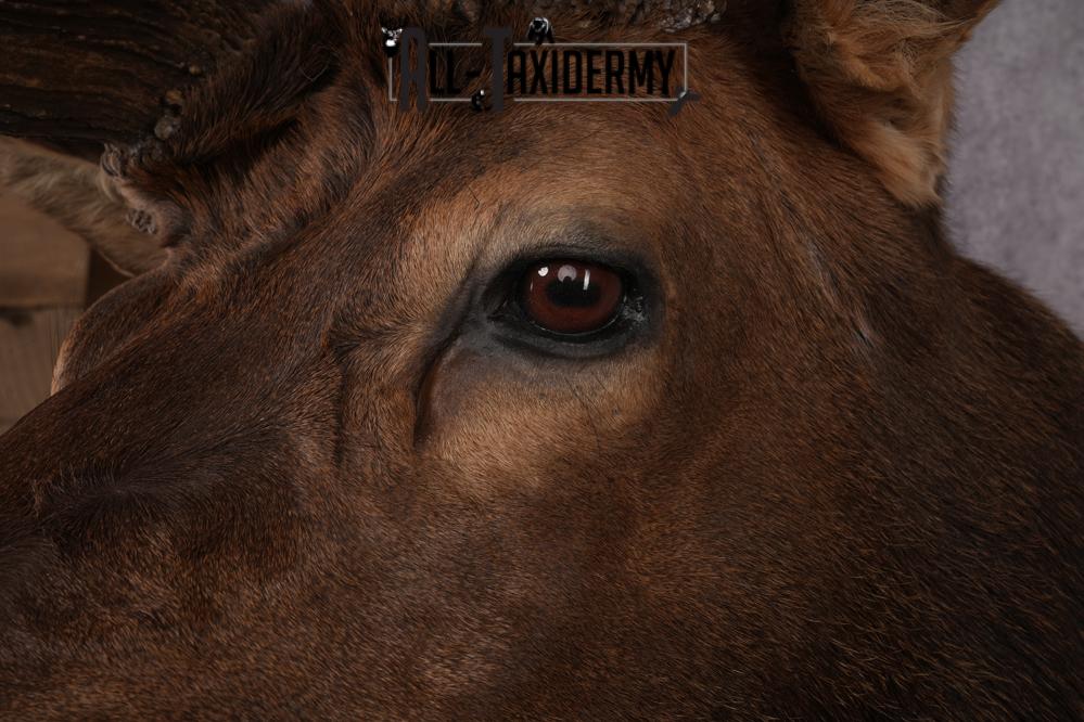 Elk Taxidermy Shoulder Mount SKU 2905 - Image 9