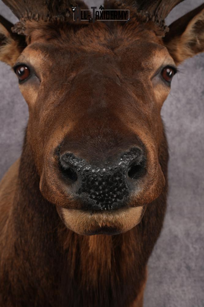 Elk Taxidermy Shoulder Mount SKU 2905 - Image 8