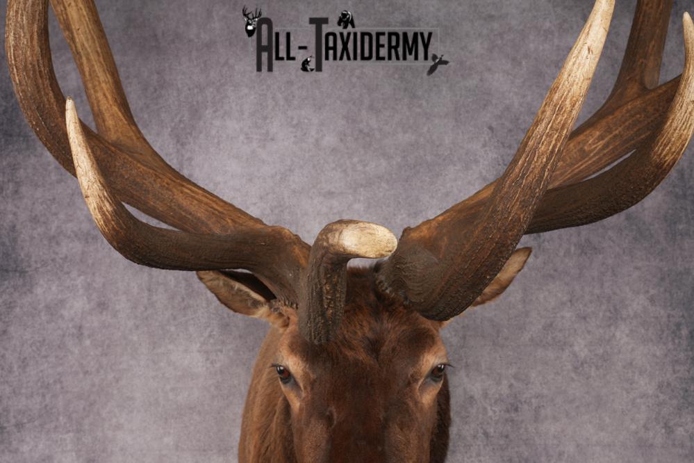 Elk Taxidermy Shoulder Mount SKU 2905 - Image 7