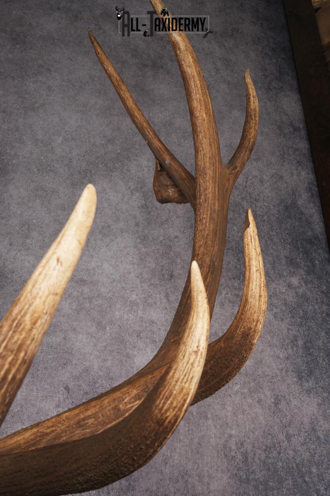 Elk Taxidermy Shoulder Mount SKU 2905 - Image 6