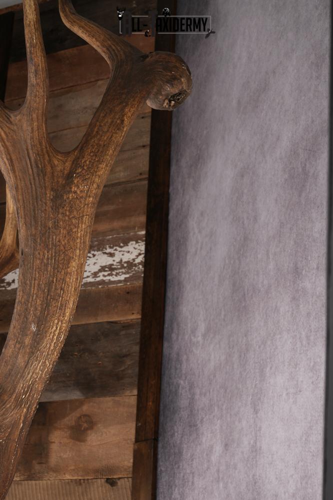 Elk Taxidermy Shoulder Mount SKU 2905 - Image 5