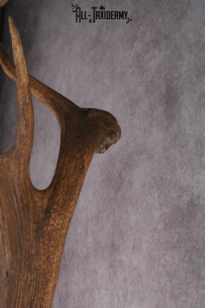 Elk Taxidermy Shoulder Mount SKU 2905 - Image 4