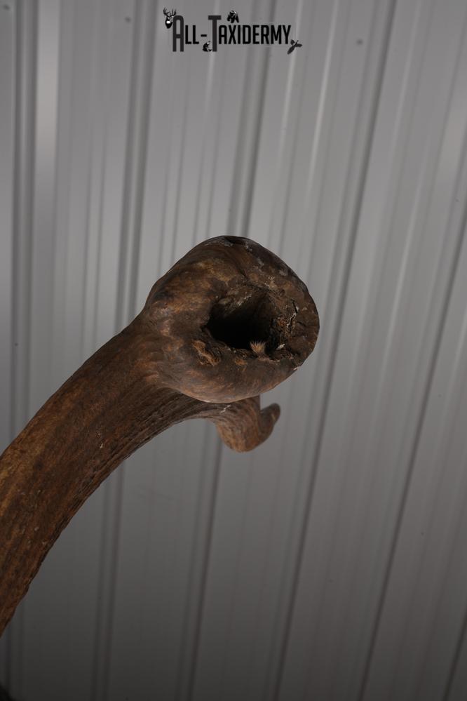 Elk Taxidermy Shoulder Mount SKU 2905 - Image 3