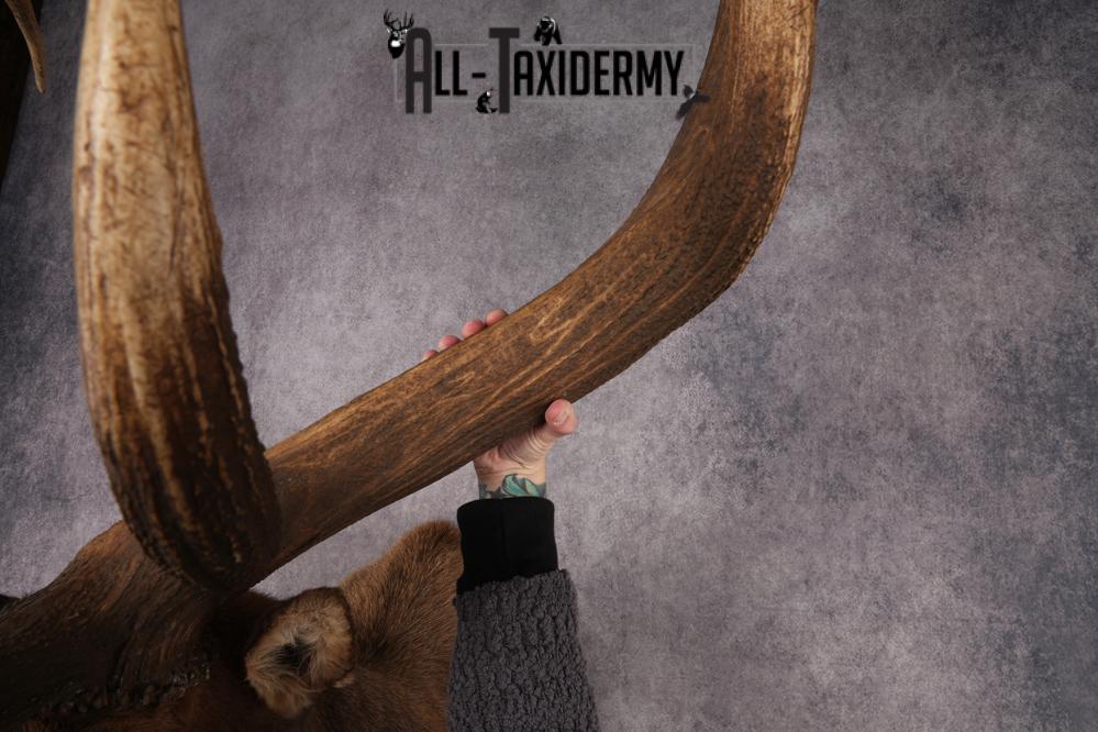 Elk Taxidermy Shoulder Mount SKU 2905 - Image 2