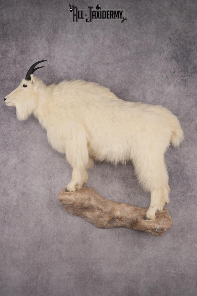 Full Body Mountain Goat SKU 2910