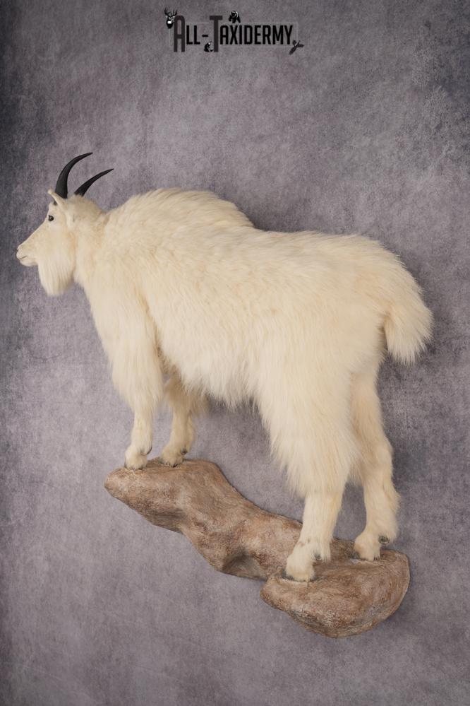 Full Body Mountain Goat SKU 2910 - Image 10