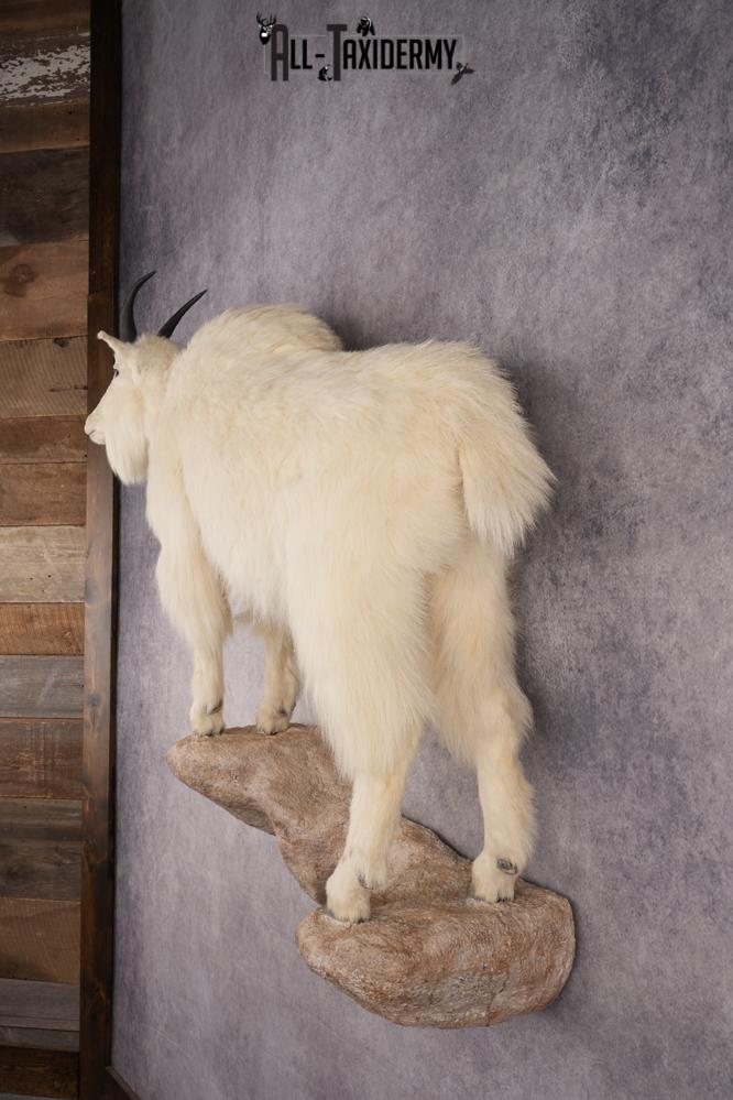 Full Body Mountain Goat SKU 2910 - Image 9
