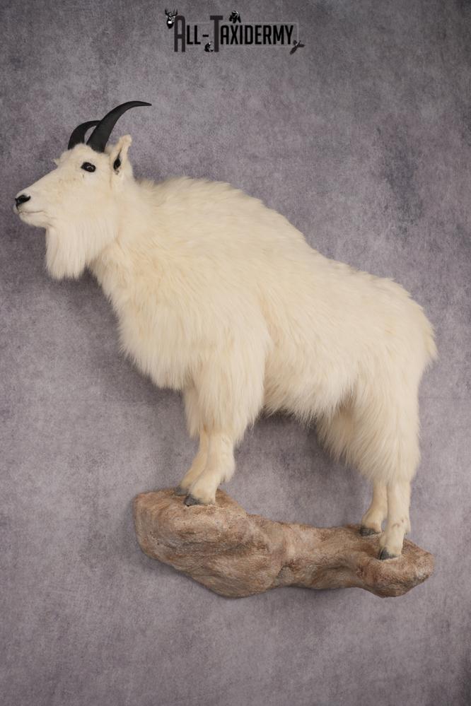 Mountain Goat Life Size Taxidermy