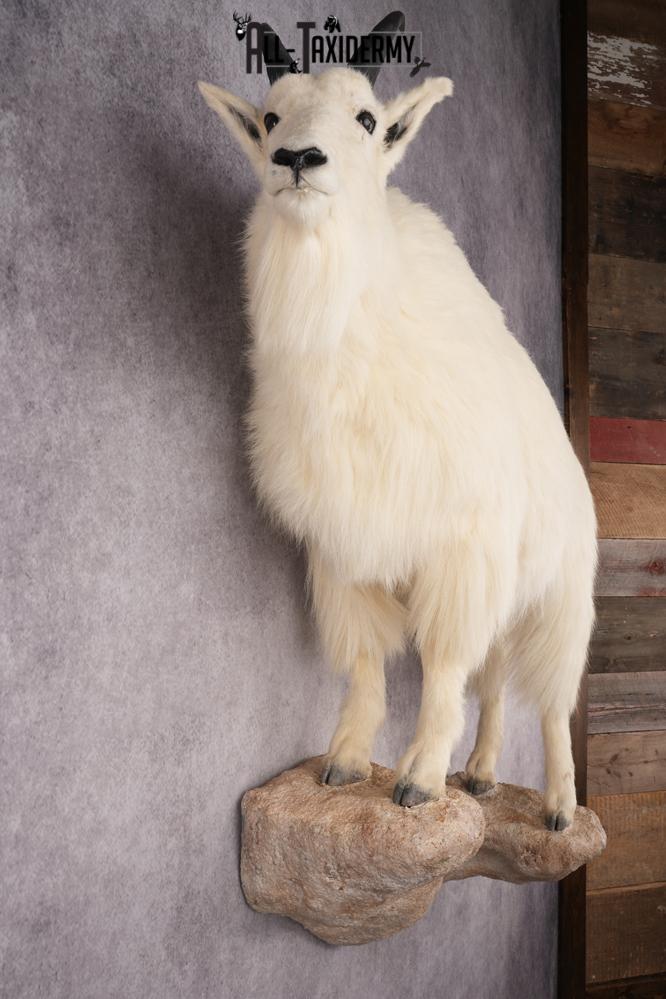 Full Body Mountain Goat SKU 2910 - Image 7