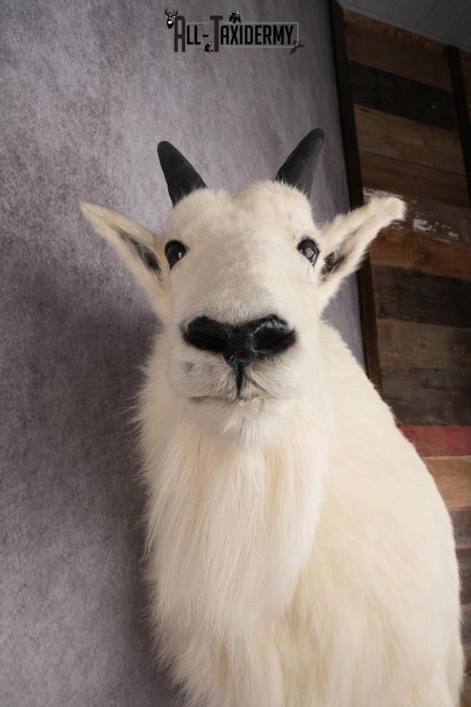 Full Body Mountain Goat SKU 2910 - Image 6