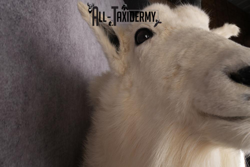 Full Body Mountain Goat SKU 2910 - Image 5