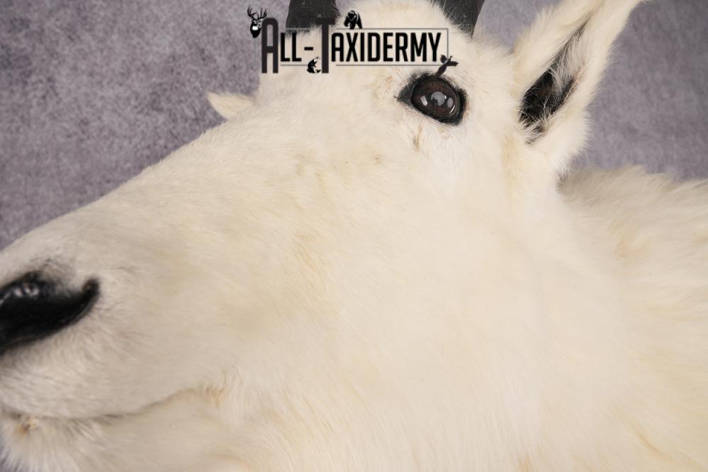 Full Body Mountain Goat SKU 2910 - Image 4