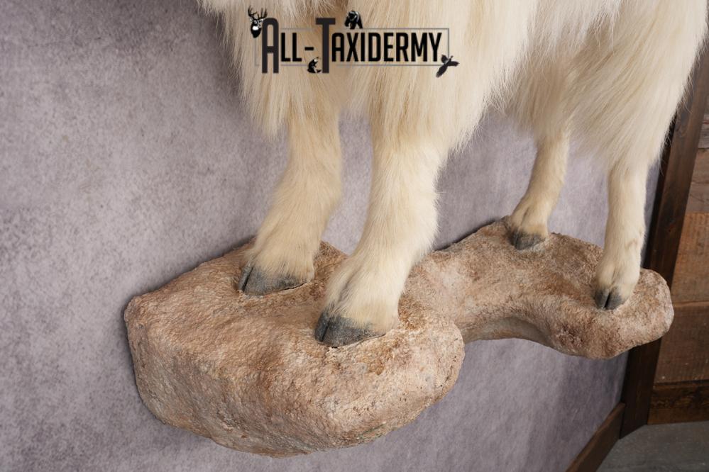 Full Body Mountain Goat SKU 2910 - Image 3