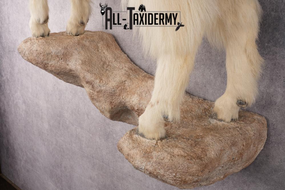 Full Body Mountain Goat SKU 2910 - Image 2