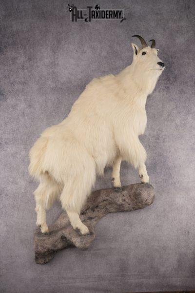 Mountain Goat Taxidermy Mount SKU 2904