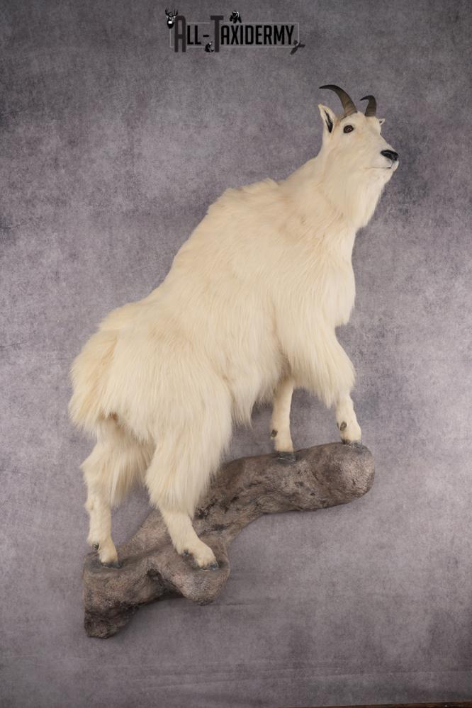 Mountain Goat Taxidermy Mount SKU 2904