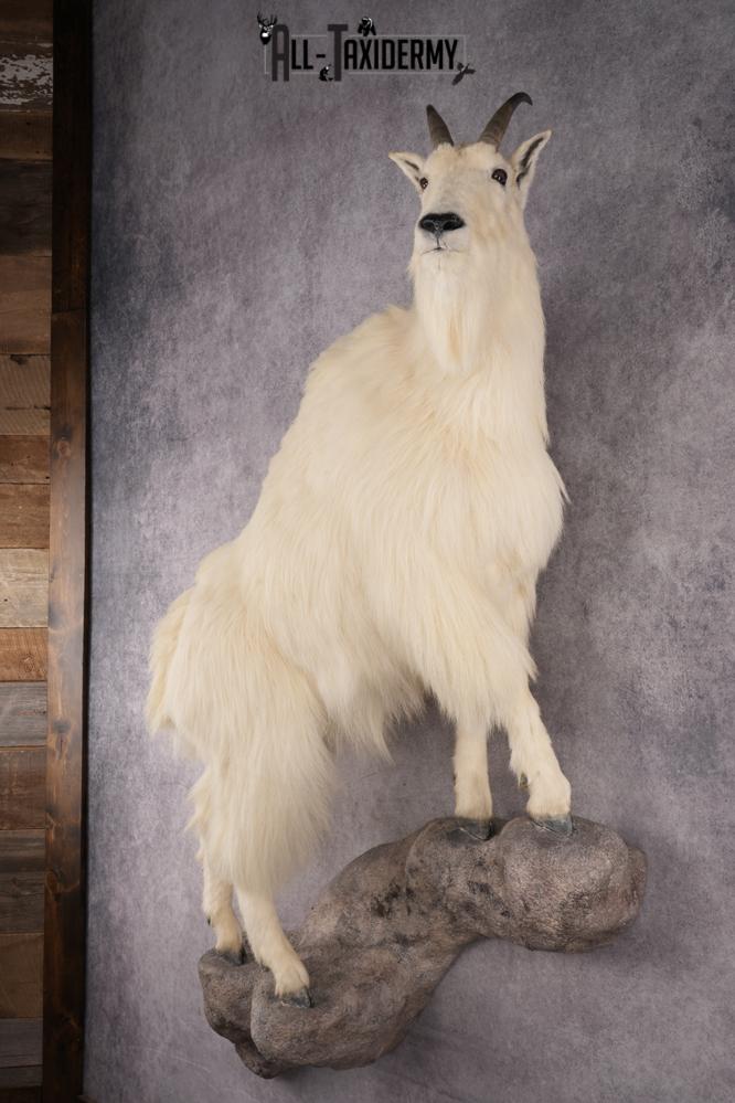 Mountain Goat Taxidermy Mount SKU 2904 - Image 9