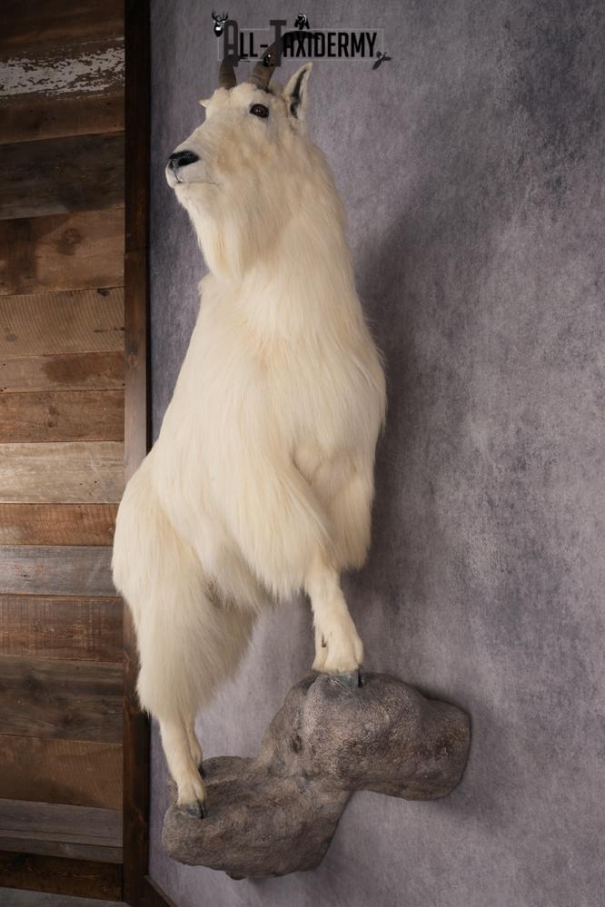Mountain Goat Taxidermy Mount SKU 2904 - Image 8