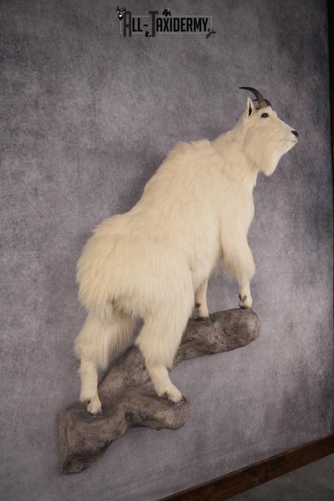 Mountain Goat Taxidermy Mount SKU 2904 - Image 7