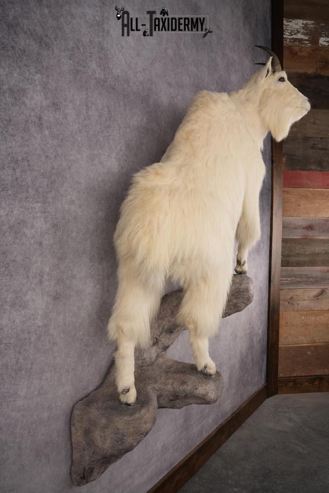 Mountain Goat Taxidermy Mount SKU 2904 - Image 6