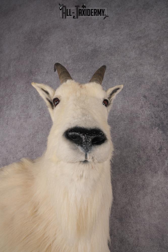 Mountain Goat Taxidermy Mount SKU 2904 - Image 5