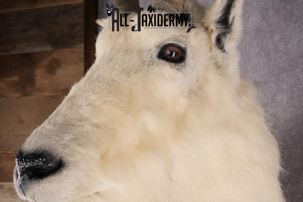 Mountain Goat Taxidermy Mount SKU 2904 - Image 4