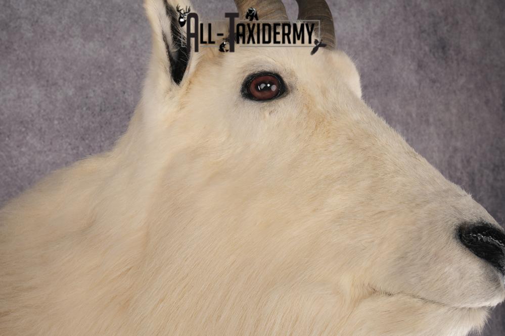 Mountain Goat Taxidermy Mount SKU 2904 - Image 3